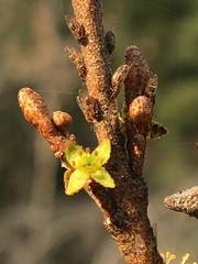 Bactericera shepherdiae