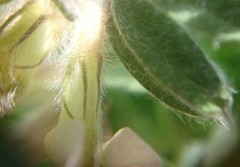 Vicia pannonica