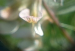Vicia pannonica