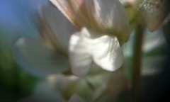 Vicia pannonica