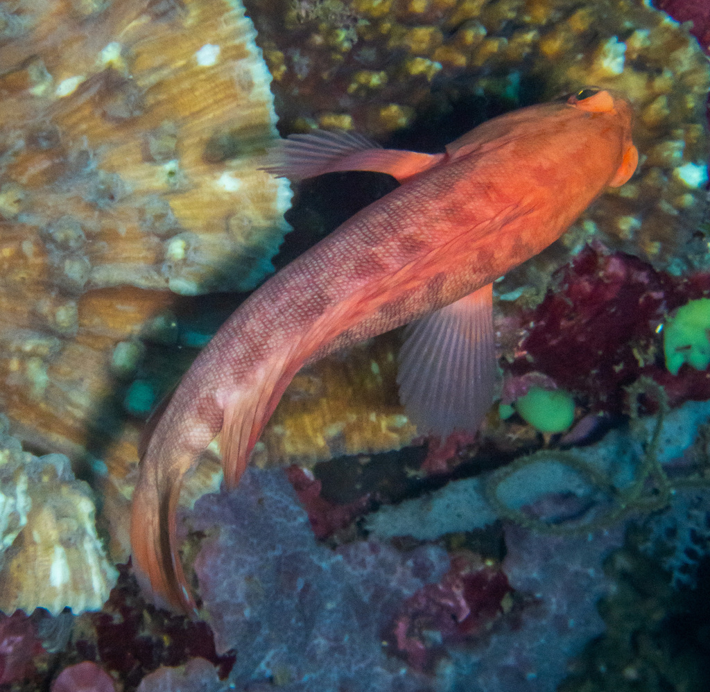 Strawberry hind