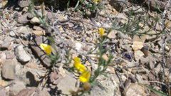 Genista albida