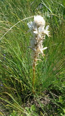 Asphodeline taurica