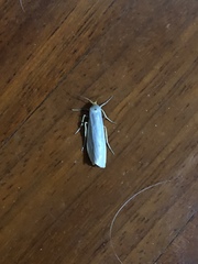 Eilema lurideola