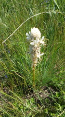 Asphodeline taurica