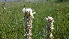 Asphodeline taurica