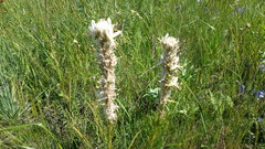 Asphodeline taurica