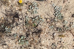 Eriogonum elegans
