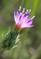 Carduus pycnocephalus cinereus