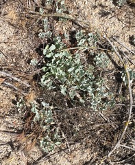 Eriogonum elegans