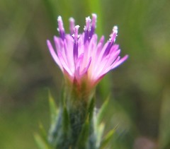 Carduus pycnocephalus cinereus