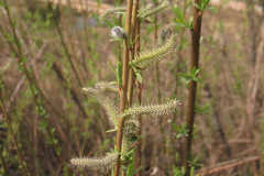 Salix vinogradovii