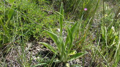 Carduus pycnocephalus cinereus
