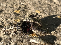 Porcellio ornatus
