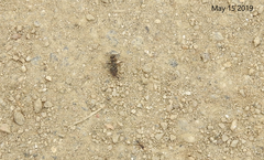 Tetramorium tsushimae