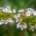 Valerianella coronata - Photo (c) Еlena, some rights reserved (CC BY-NC), uploaded by Еlena