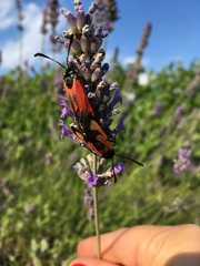 Zygaena erythrus