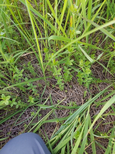 Image of Galium pilosum by no rights reserved
