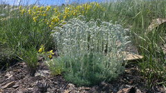 Artemisia alpina