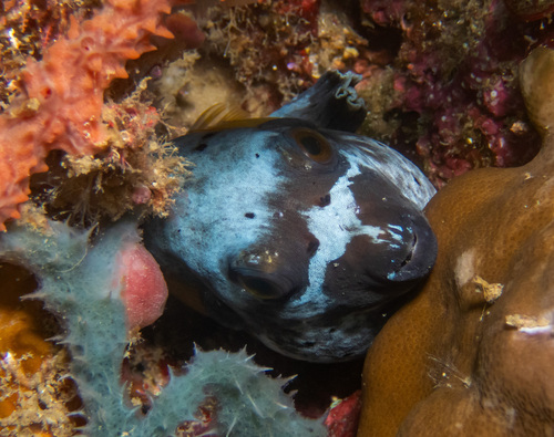 Blackspotted Pufferfish