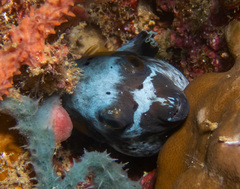 Blackspotted Pufferfish