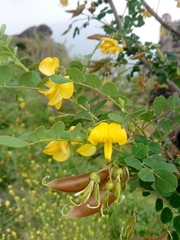 Colutea