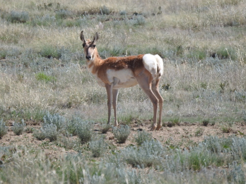 Pronghorn photographed in New Mexico