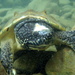 Tortugas Tres Lomos - Photo (c) Callie, algunos derechos reservados (CC BY-NC)