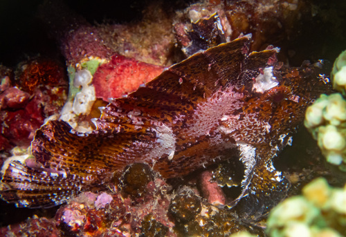 Leaf Scorpionfish