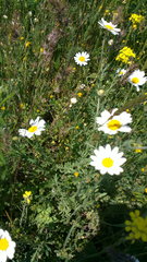 Anthemis ruthenica