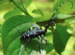 Anoplophora chinensis