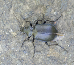 Calosoma inquisitor