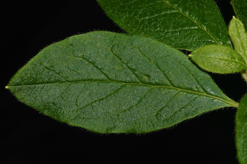 Image of Rhododendron pilosum by (c) Brian Finzel, some rights reserved (CC BY-SA)