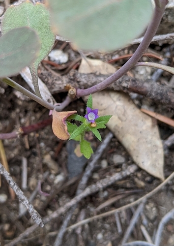 Image of Githopsis diffusa by (c) Kayla Sweeten, some rights reserved (CC BY)