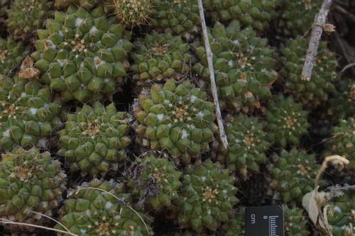Mammillaria marksiana