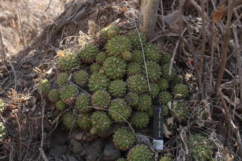 Mammillaria marksiana