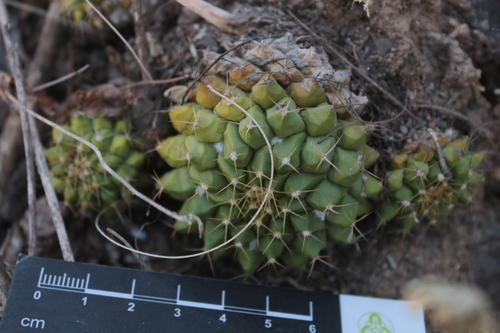 Mammillaria marksiana