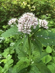 Valeriana pyrenaica