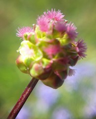Sanguisorba minor balearica