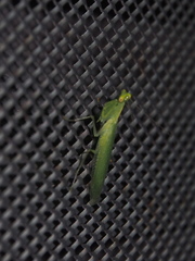 Tropidomantis gressitti