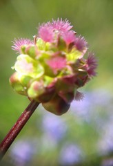 Sanguisorba minor balearica