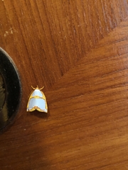 Titulcia confictella