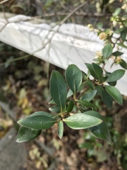 Coprosma ×cunninghamii