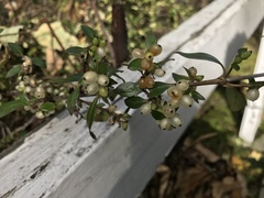 Coprosma ×cunninghamii