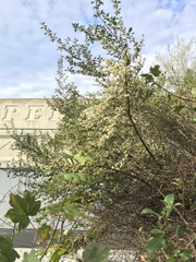 Coprosma ×cunninghamii