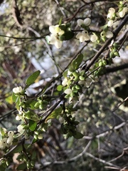 Coprosma ×cunninghamii