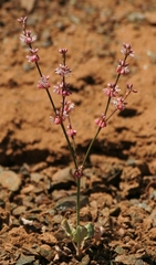 Eriogonum covilleanum