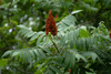 Smooth Sumac - Photo (c) Thomas Shahan, some rights reserved (CC BY-NC), uploaded by Thomas Shahan