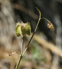 Fritillaria viridea