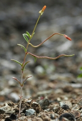 Camissonia benitensis